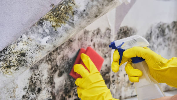 Best Emergency Mold Remediation in Minneapolis, MN